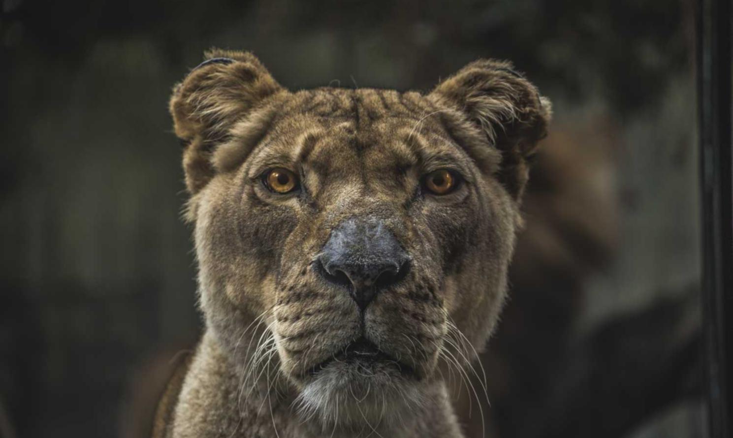 河北注册新加坡公司代理