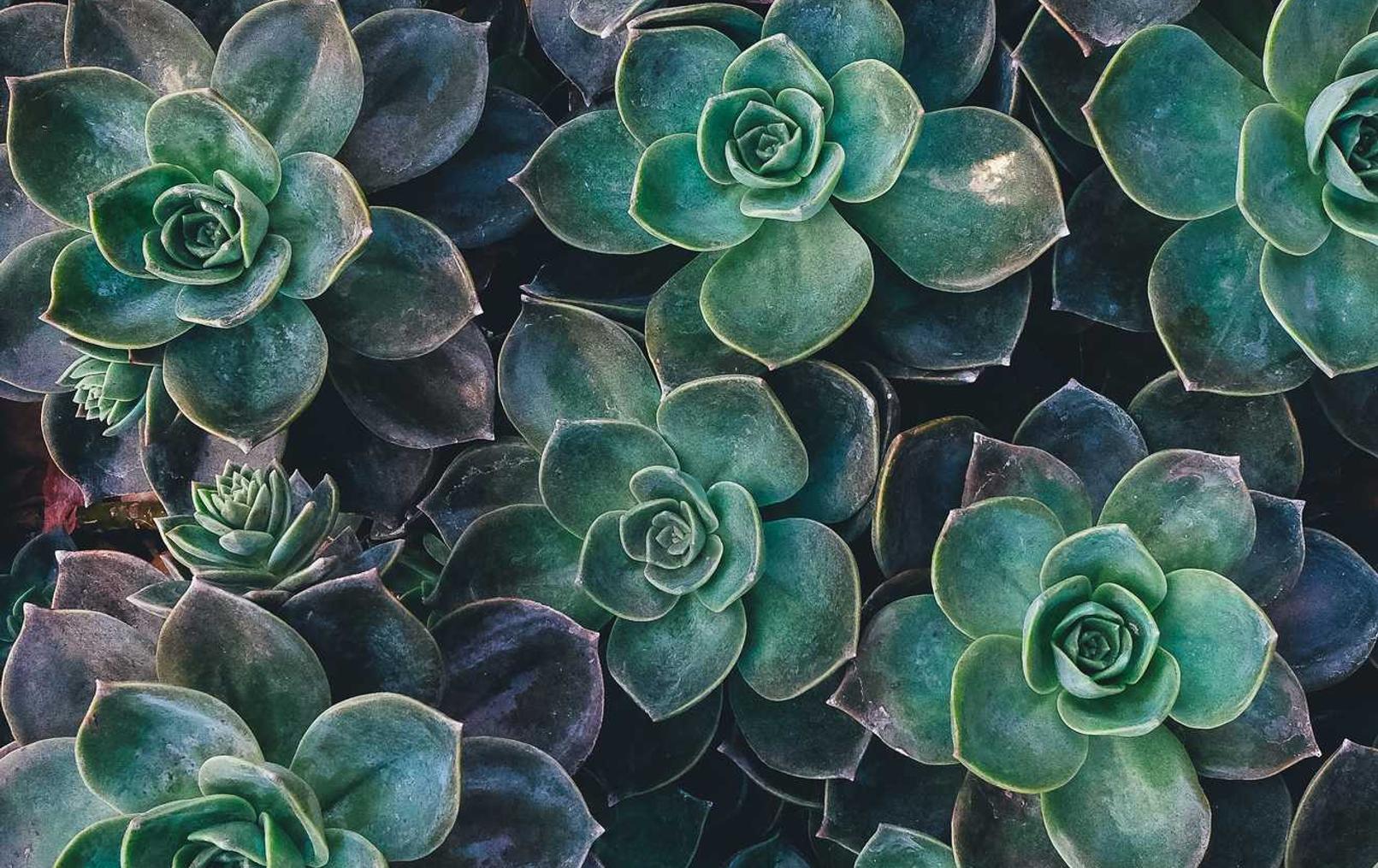 技术支持软件的扫描程序如何工作?