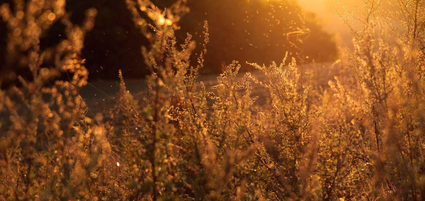 百度手机卡实名账号:上海字画平台招商代理