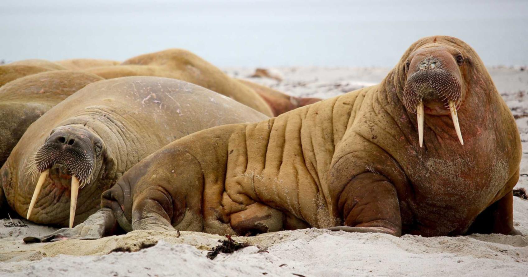 太古神王2：网监平台开户