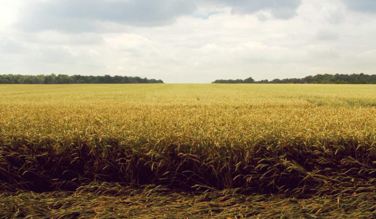 泡泡实名账号：购买芯片的正规平台是什么