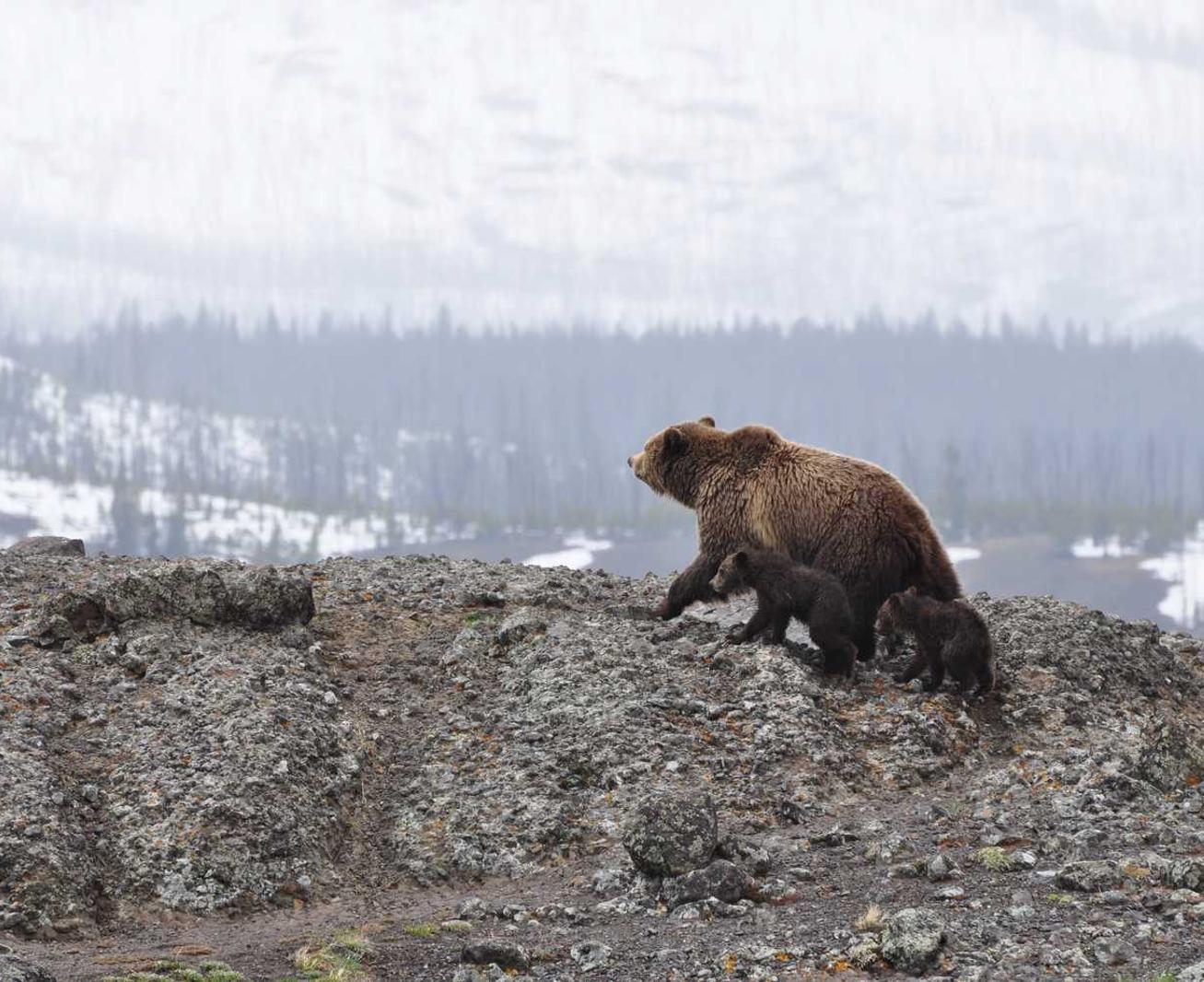 DDOS网页端源码|如何用技术手段防范黑客攻击？