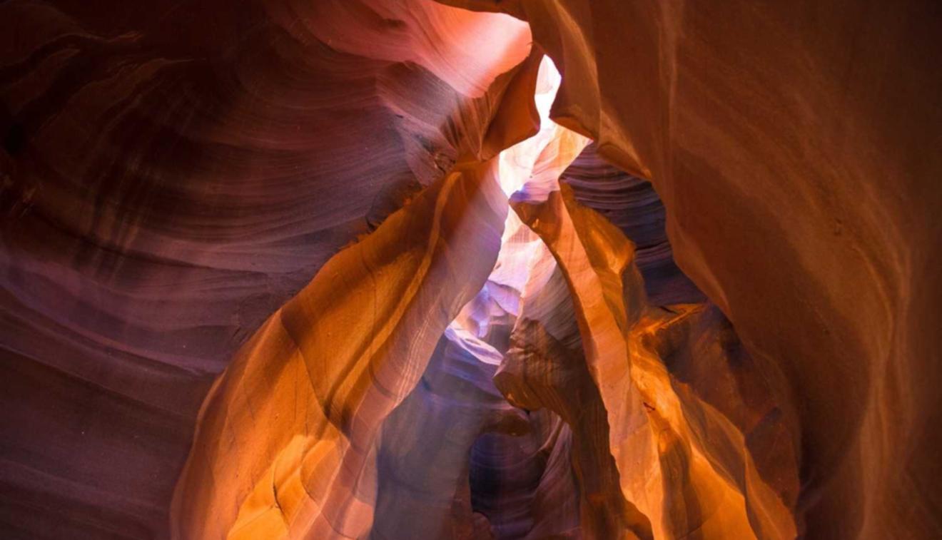 单株烟叶的品种和特点