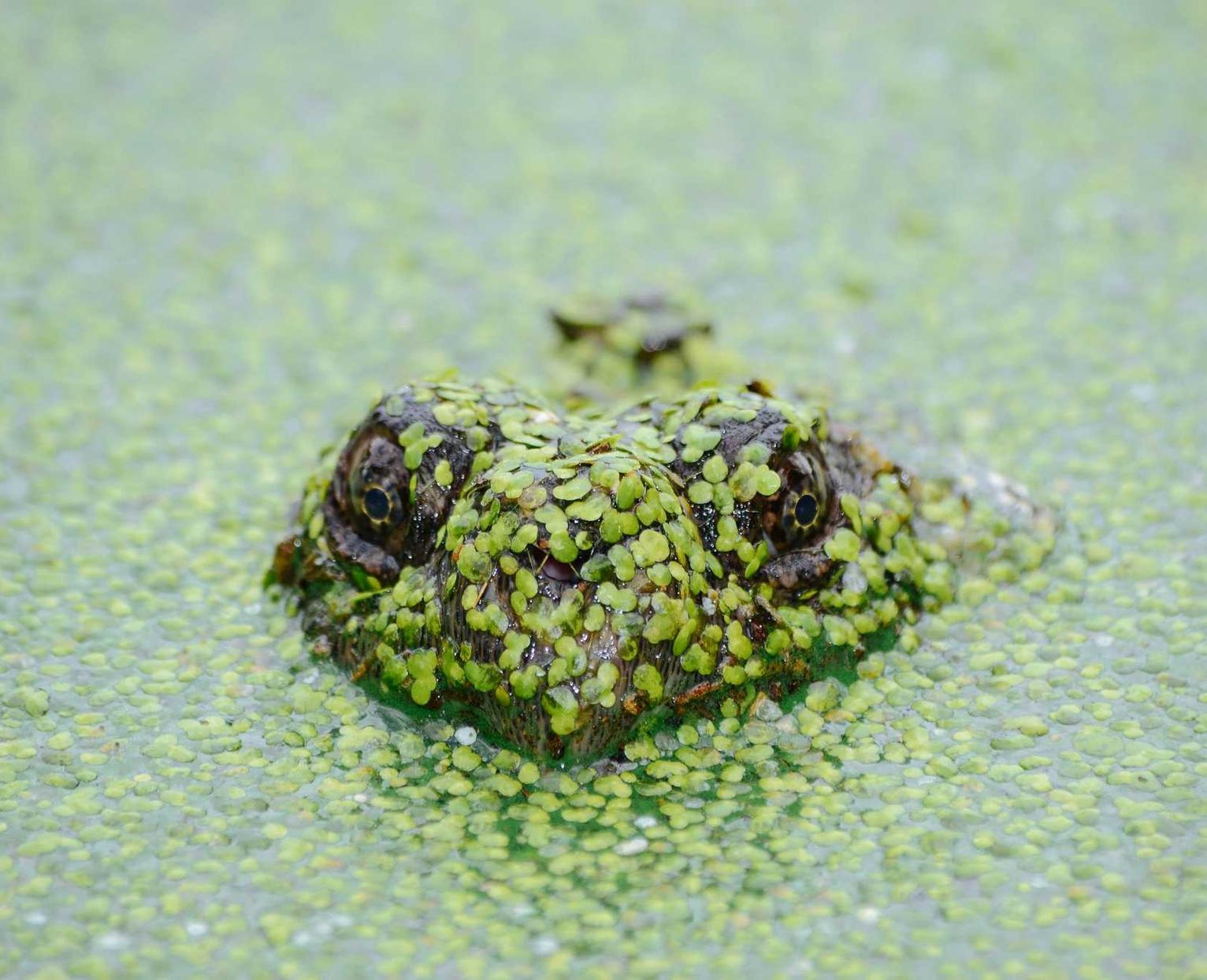 物联网卡买卖：代理手机游戏平台