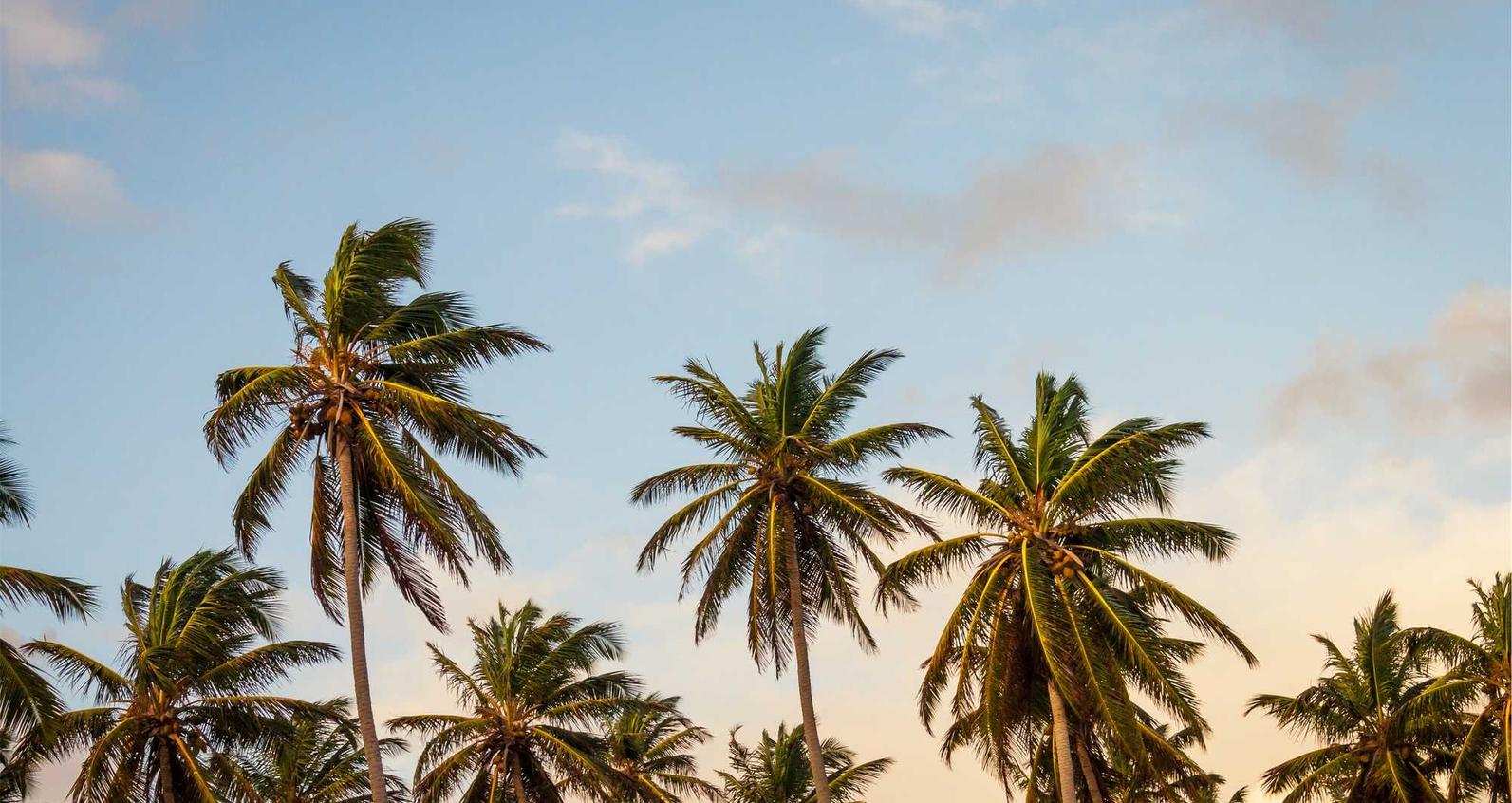 DDOS攻击|购买机票平台陷阱