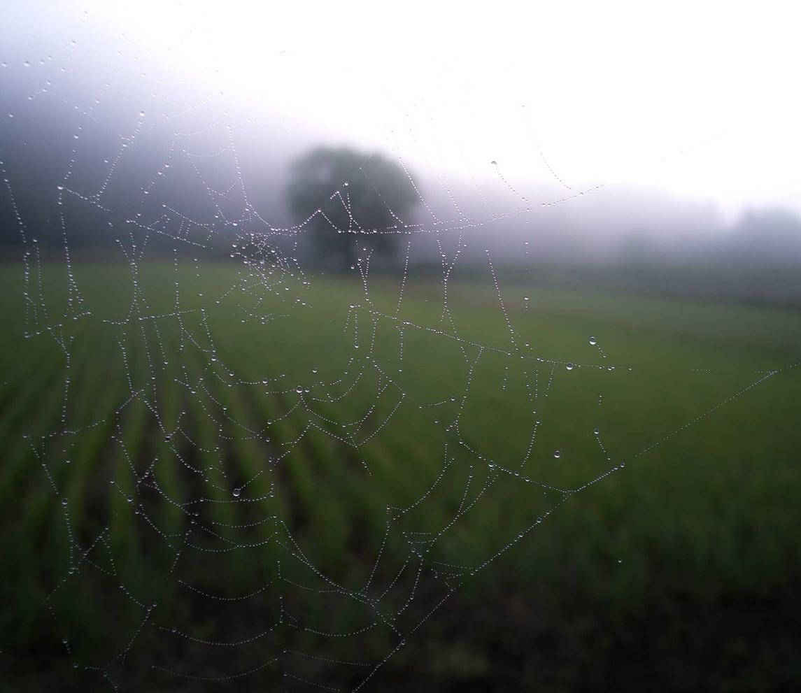 三国志：战略版：购买投资平台