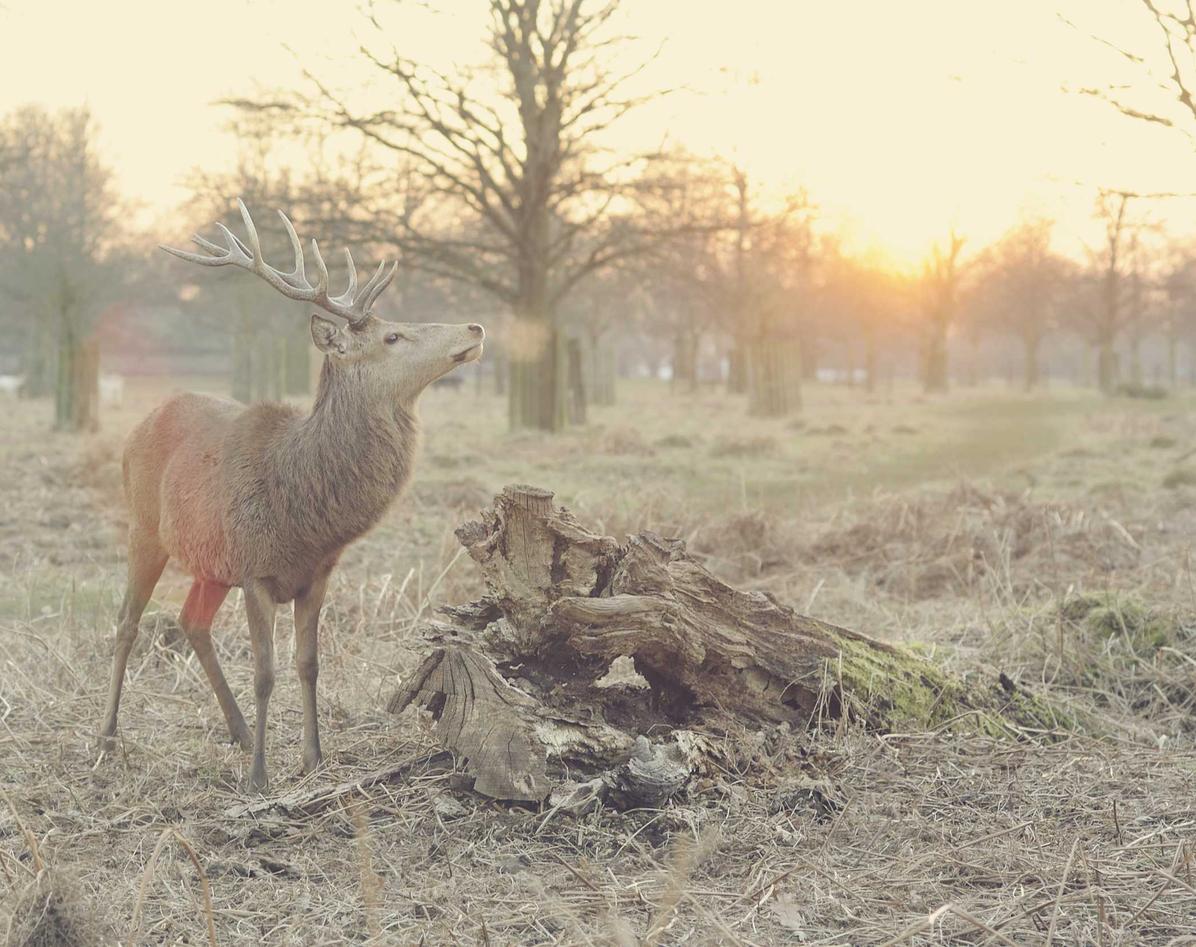 川汇区商标注册的代理机构