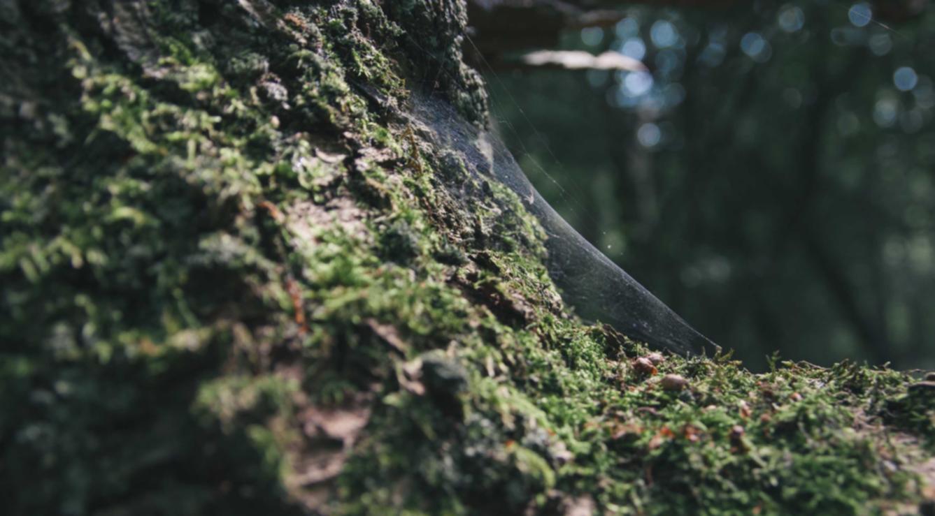 定制实名认证账号：freeswitch代理注册