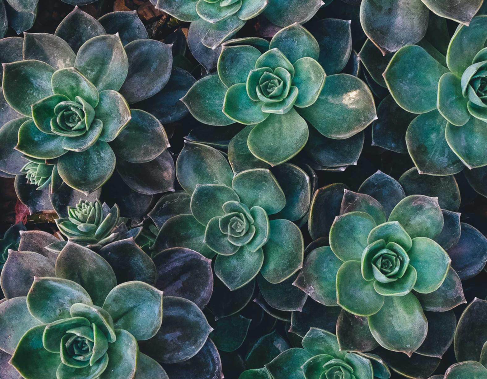 方盒万宝路柑橘爆珠：好省平台购买