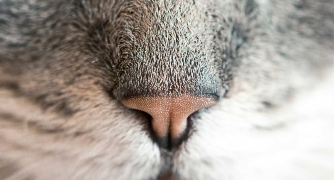 Mond梦都西瓜：浙江代理公司注册便捷