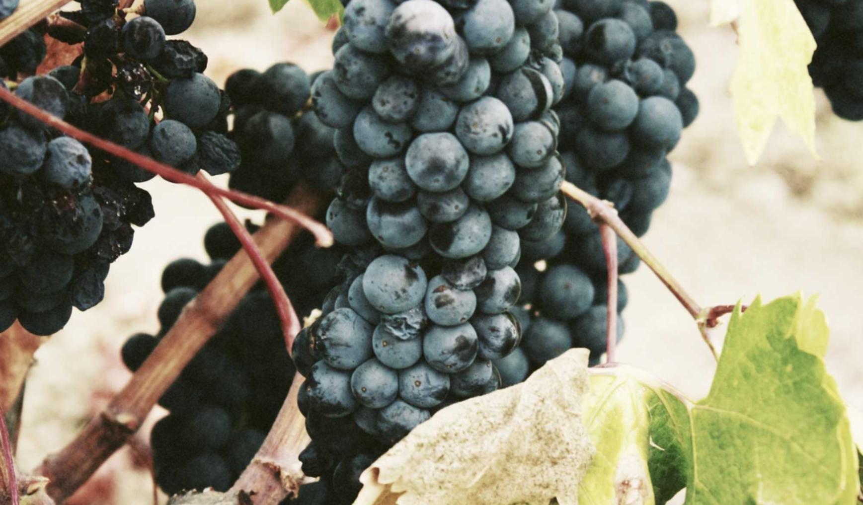 全球住宅ip实名账号：流量卡需要去指定商店购买吗？