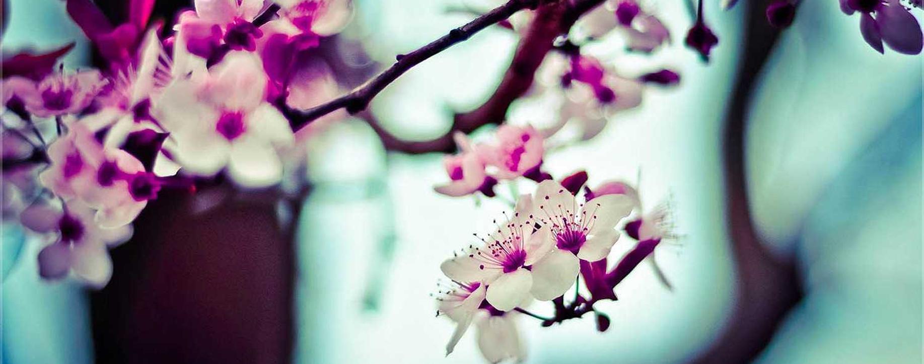 黄金叶100天叶：招分期平台代理