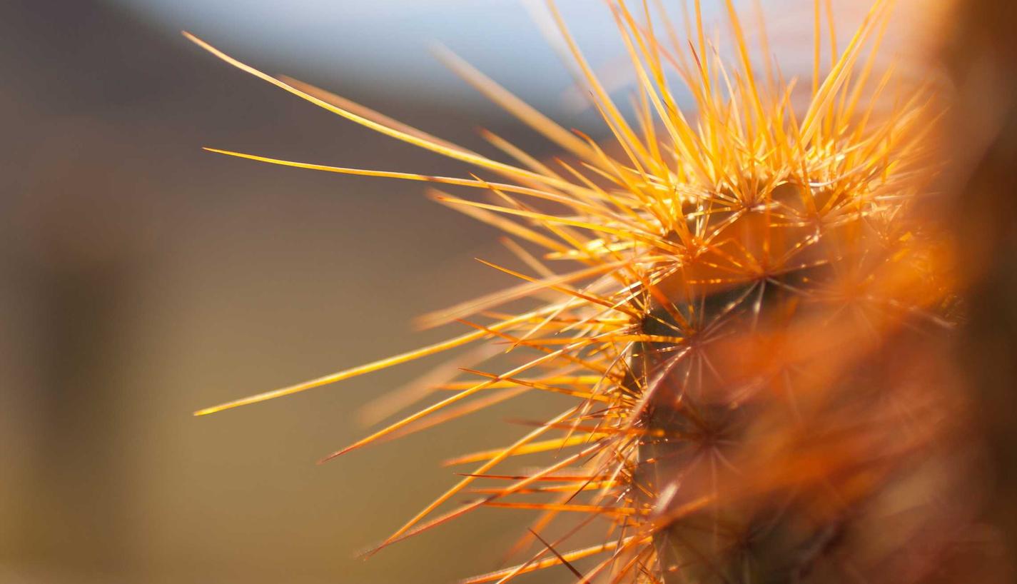 迪加实名账号：开发者账号企业版注册要求