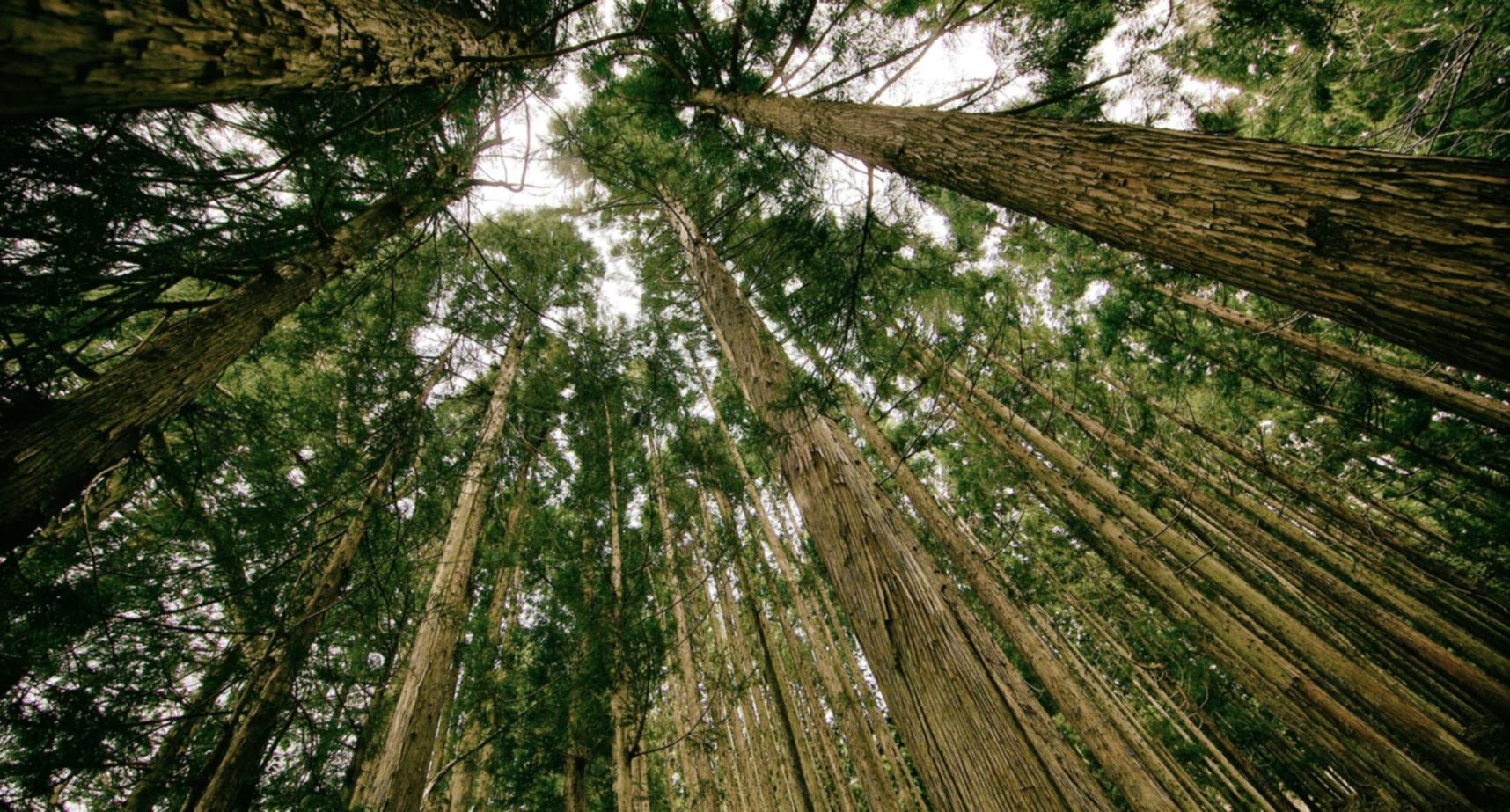 佛山公司注册代理免服务费